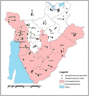 Aflatoxin contamination of maize and groundnut in Burundi: Distribution of contamination, identification of causal agents and potential biocontrol genotypes of Aspergillus flavus